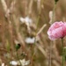 Pink Poppy by phil_sandford