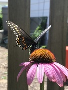 13th Jul 2018 - Butterfly 