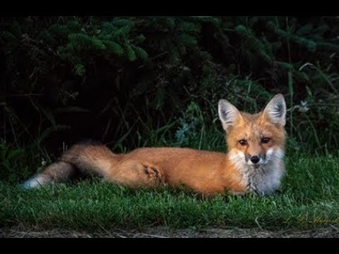 14th Jul 2018 - VIDEO of foxes