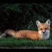 VIDEO of foxes by Weezilou