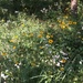 Rest Area Wildflowers  by wilkinscd