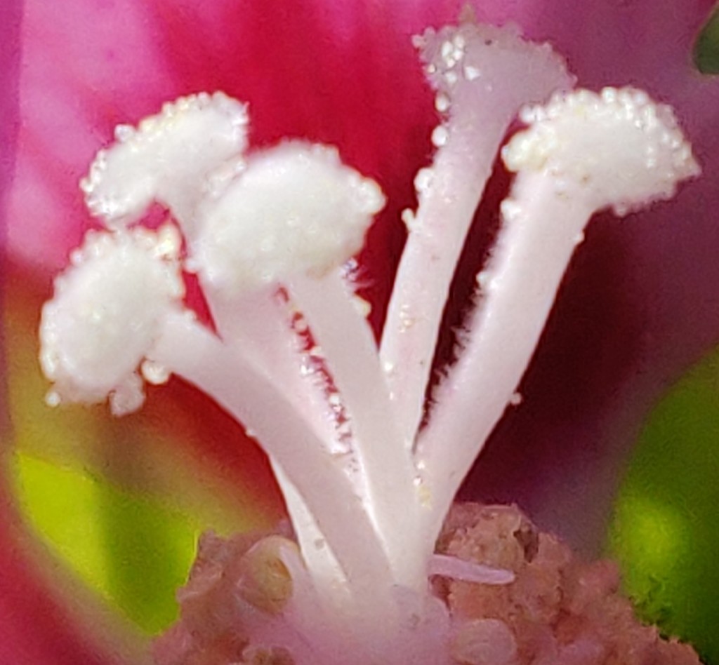 Flower sepals by jmdspeedy