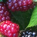 Blackberries  by cataylor41