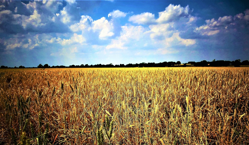 Wheat Field by carole_sandford