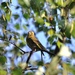 Fledgling Greenfinch by rosie00
