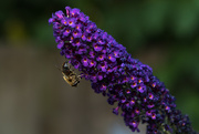 14th Jul 2018 - Bee on butterfly-bush