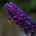 Bee on butterfly-bush by leonbuys83