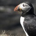 Puffin by helenhall