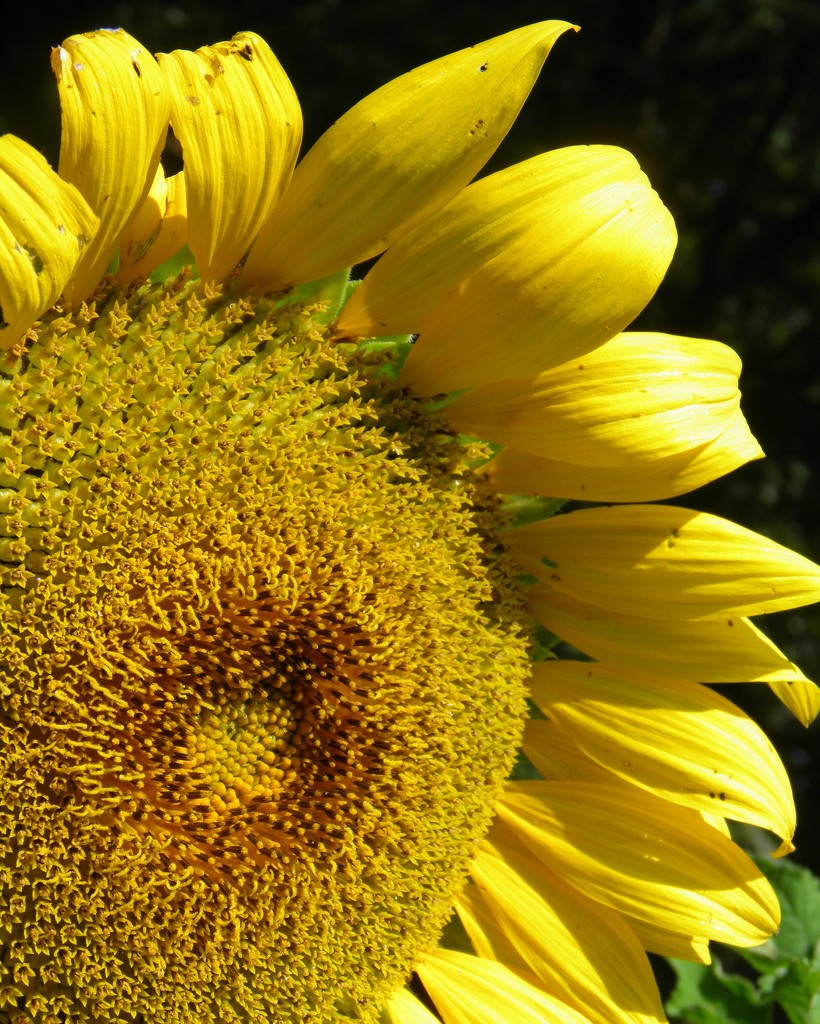 July 14: Sunflower by daisymiller