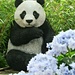 Panda by wendyfrost