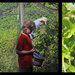 Picking Blueberries by hjbenson