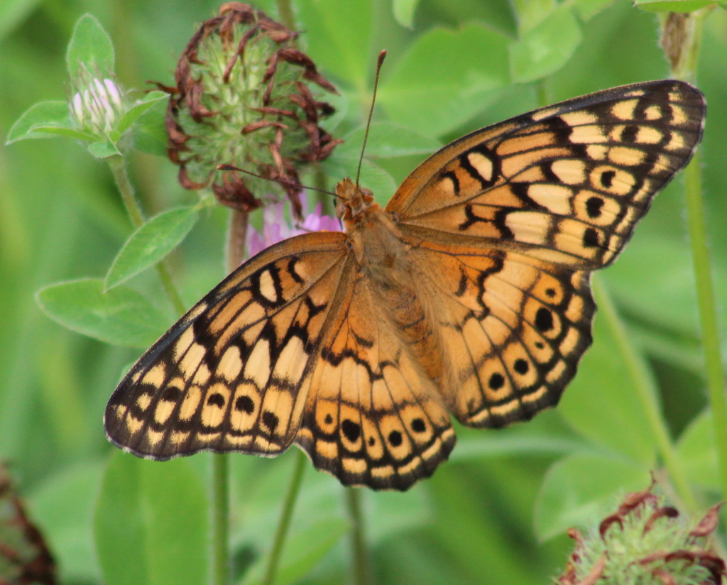 Variegated Fritillary by cjwhite