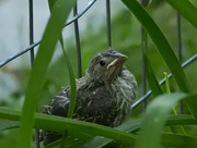 14th Jul 2018 - Baby birds everywhere 