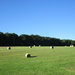 Field of Hay Bales by julie