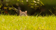 14th Jul 2018 - Feral Cat, Keeping an Eye on Me!