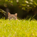 Feral Cat, Keeping an Eye on Me! by rickster549
