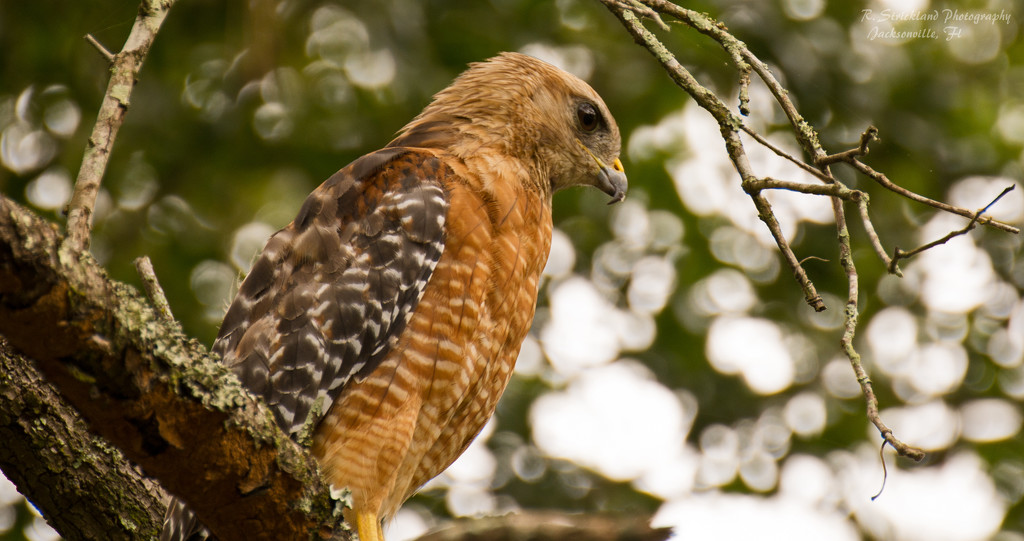 Thank Goodness for the Red Shouldered Hawks! by rickster549