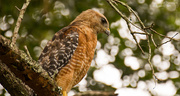 14th Jul 2018 - Thank Goodness for the Red Shouldered Hawks!