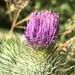 Thistle by anne2013