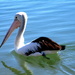 friendly Queensland Pelican by 777margo