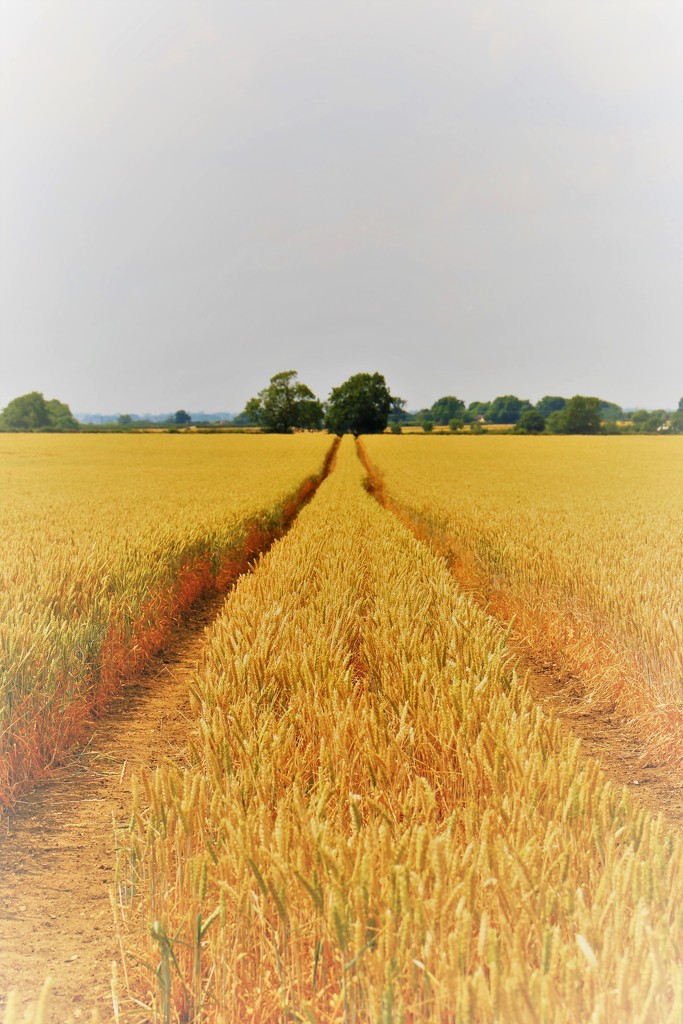 Fields of Gold by phil_sandford