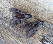 15th Jul 2018 - Moths of the Picos de Europa. 2.Southern Pine hawk moths (female and male)