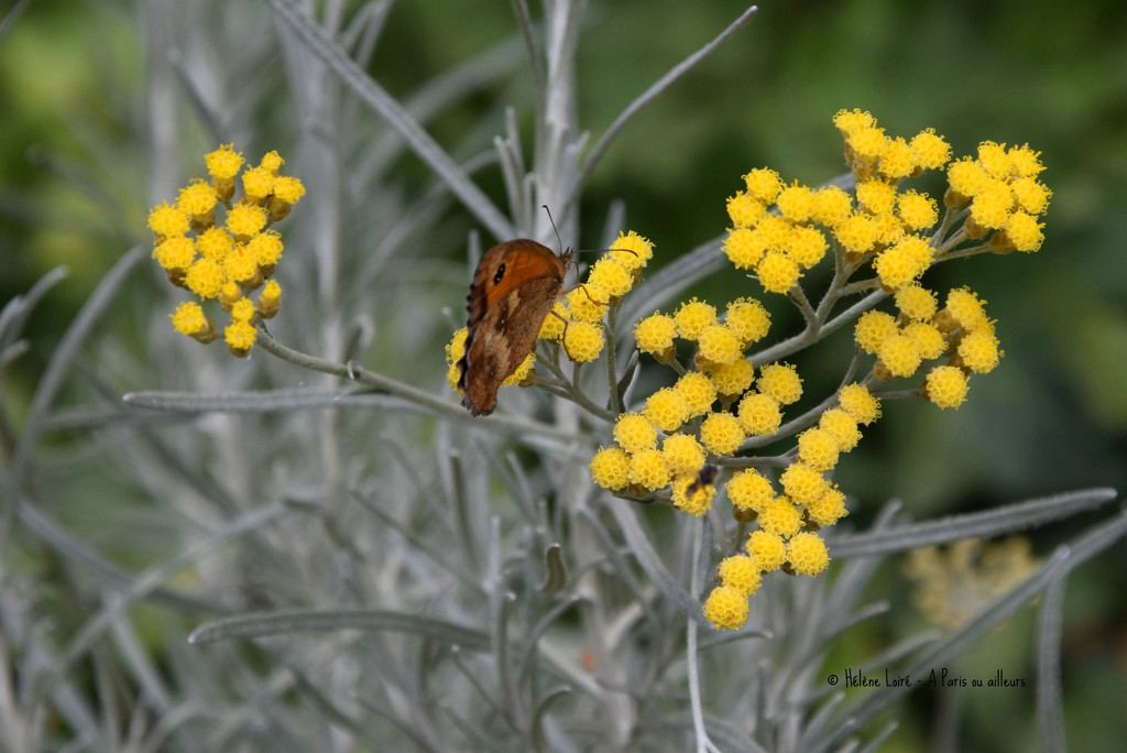 Butterfly in Helichrysum italicum by parisouailleurs