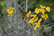 14th Jul 2018 - Butterfly in Helichrysum italicum