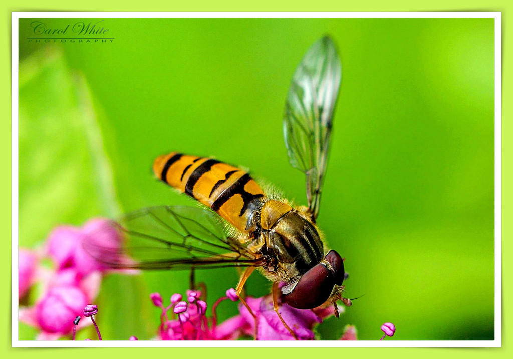 Hoverfly On Spirea (best viewed large) by carolmw