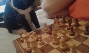 18th Mar 2018 - playing chess with a cat 