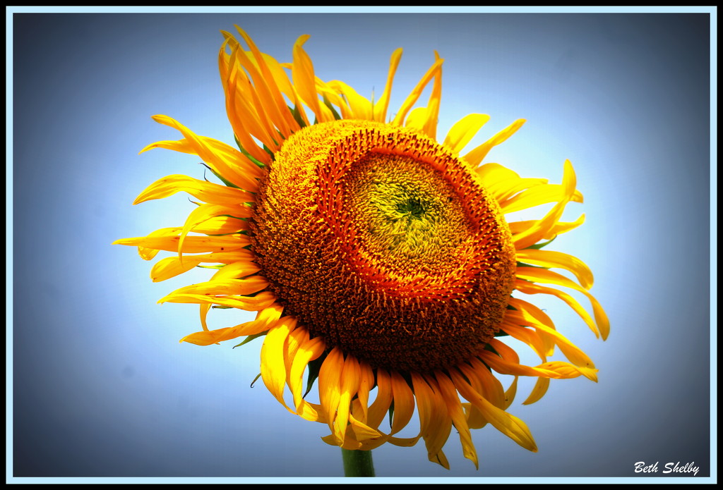 Sunflower Close-up by vernabeth