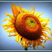 Sunflower Close-up by vernabeth