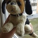 found my old favourite dog Lisa :D  by zardz