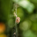 morning web by aecasey