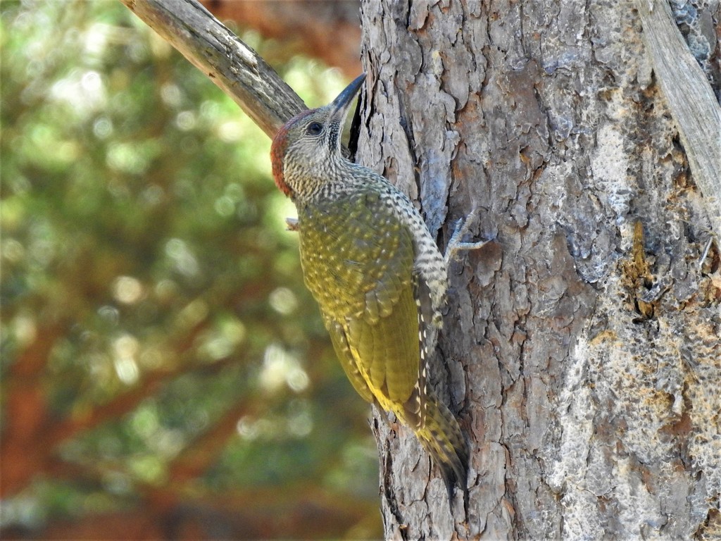  Green Woodpecker  by susiemc