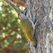  Green Woodpecker  by susiemc