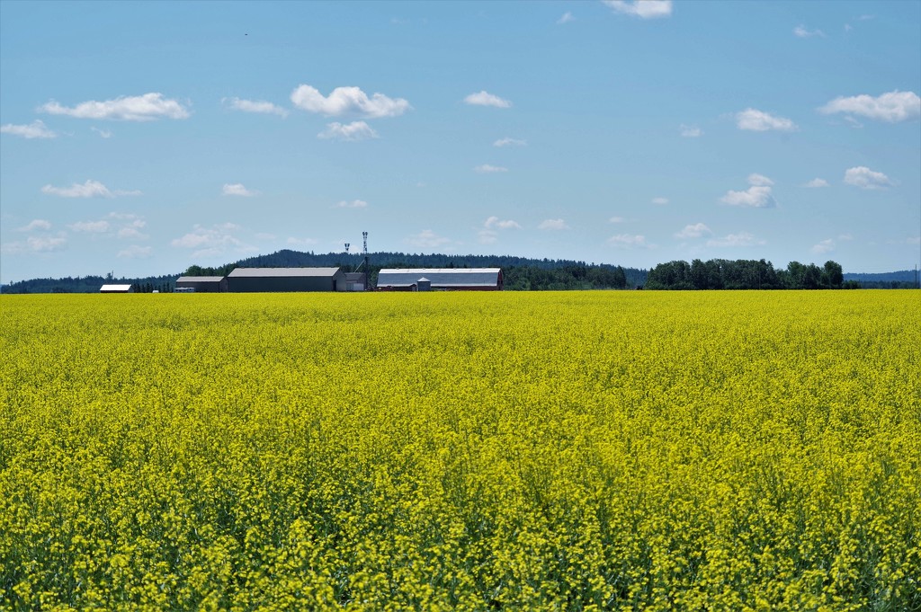 Canola field by radiogirl