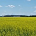 Canola field by radiogirl
