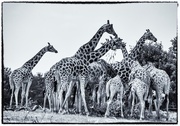 15th Jul 2018 - Another tower of giraffes