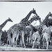 Another tower of giraffes by pamknowler