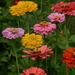 Zinnias... by thewatersphotos