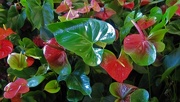 16th Jul 2018 - Anthurium....A New Large Variety ~