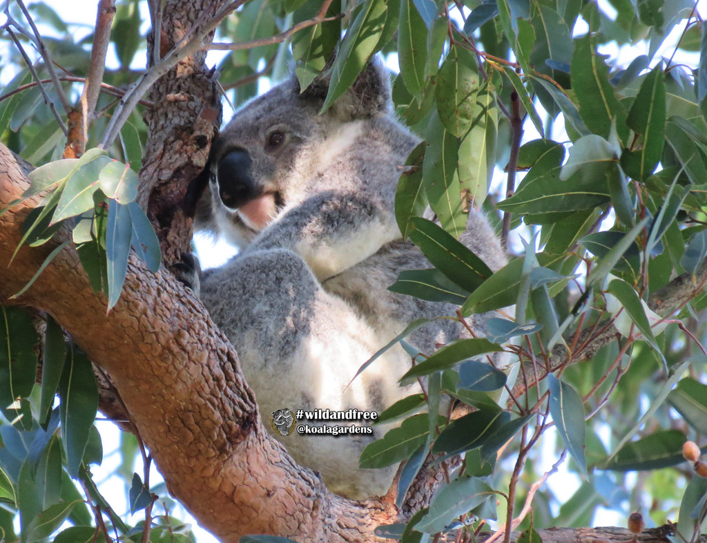 a little winter sun by koalagardens
