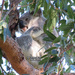 a little winter sun by koalagardens
