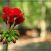 Red Geranium by olivetreeann