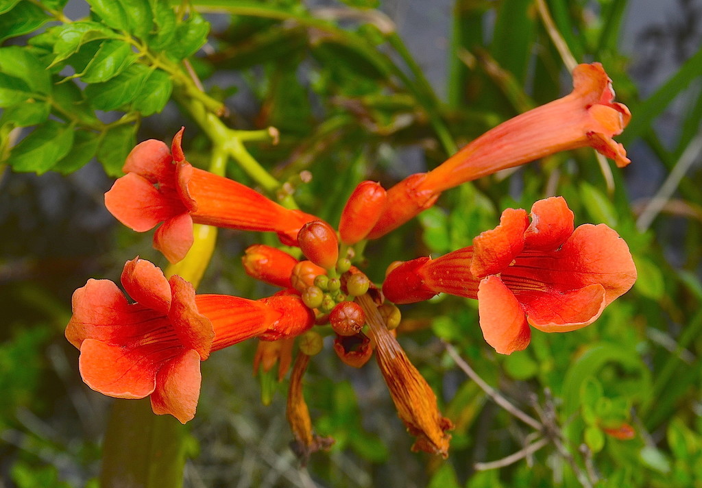 Trumpet vine by congaree