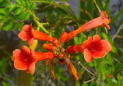 16th Jul 2018 - Trumpet vine