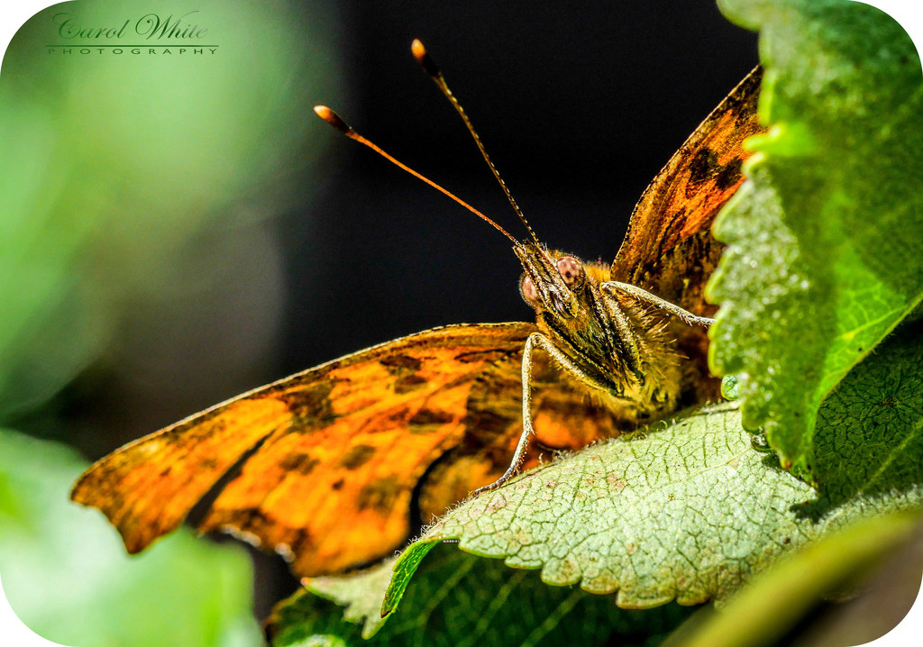 "Hello There"...Comma Butterfly (best viewed large) by carolmw