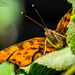 "Hello There"...Comma Butterfly (best viewed large) by carolmw