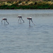 Flamingos by caterina